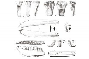 Drawings of animal bones recovered from an excavation at Caldicot, South Wales